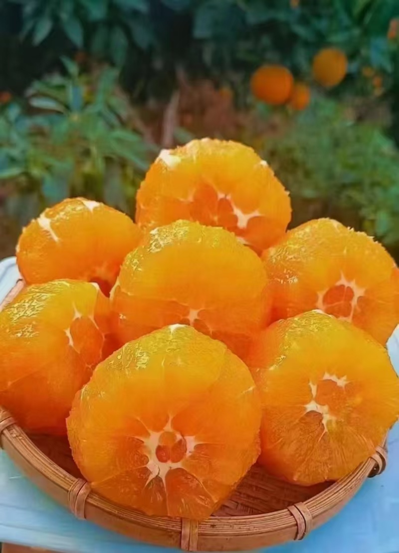 【实力供货】九月红脐橙大中小果齐全果园直采保质保量橙味十足