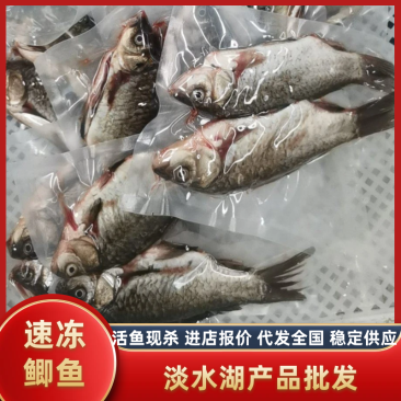 【速冻发货】微山湖原生鲫鱼，自然生长，活鱼现杀，发货全国