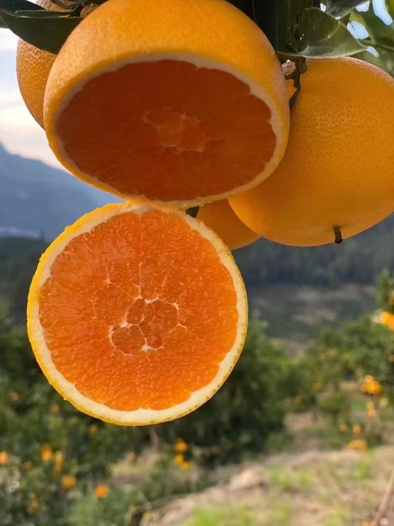 【实力供货】九月红脐橙大中小果齐全果园直采保质保量橙味十足