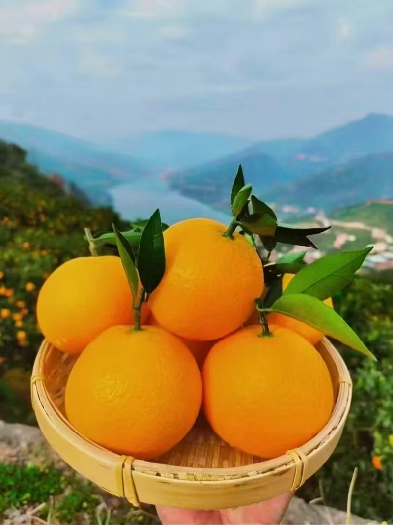 【实力供货】九月红脐橙大中小果齐全果园直采保质保量橙味十足