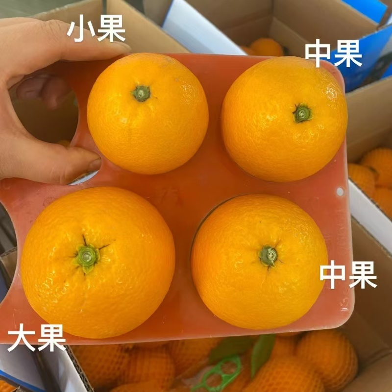 【实力供货】九月红脐橙大中小果齐全果园直采保质保量橙味十足