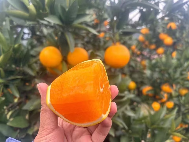 【实力供货】九月红脐橙大中小果齐全果园直采保质保量橙味十足