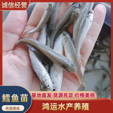 【提供技术】重庆鳕鱼苗渔场供货欢迎订购可以费送货