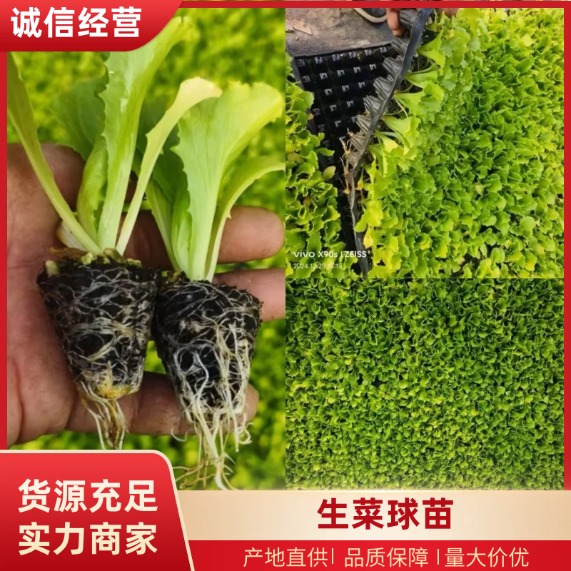 球生菜苗生菜球苗山东苗场直发耐寒根系好提供技术