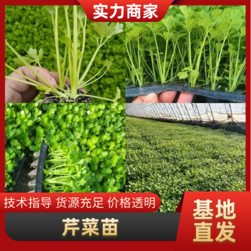 芹菜苗多颗芹菜苗单颗芹菜苗苗长直发技术指导