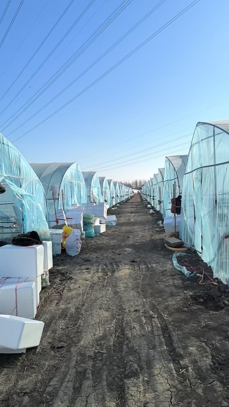黄心菜大量上市产地直发一手货源对接全国市场商超电商