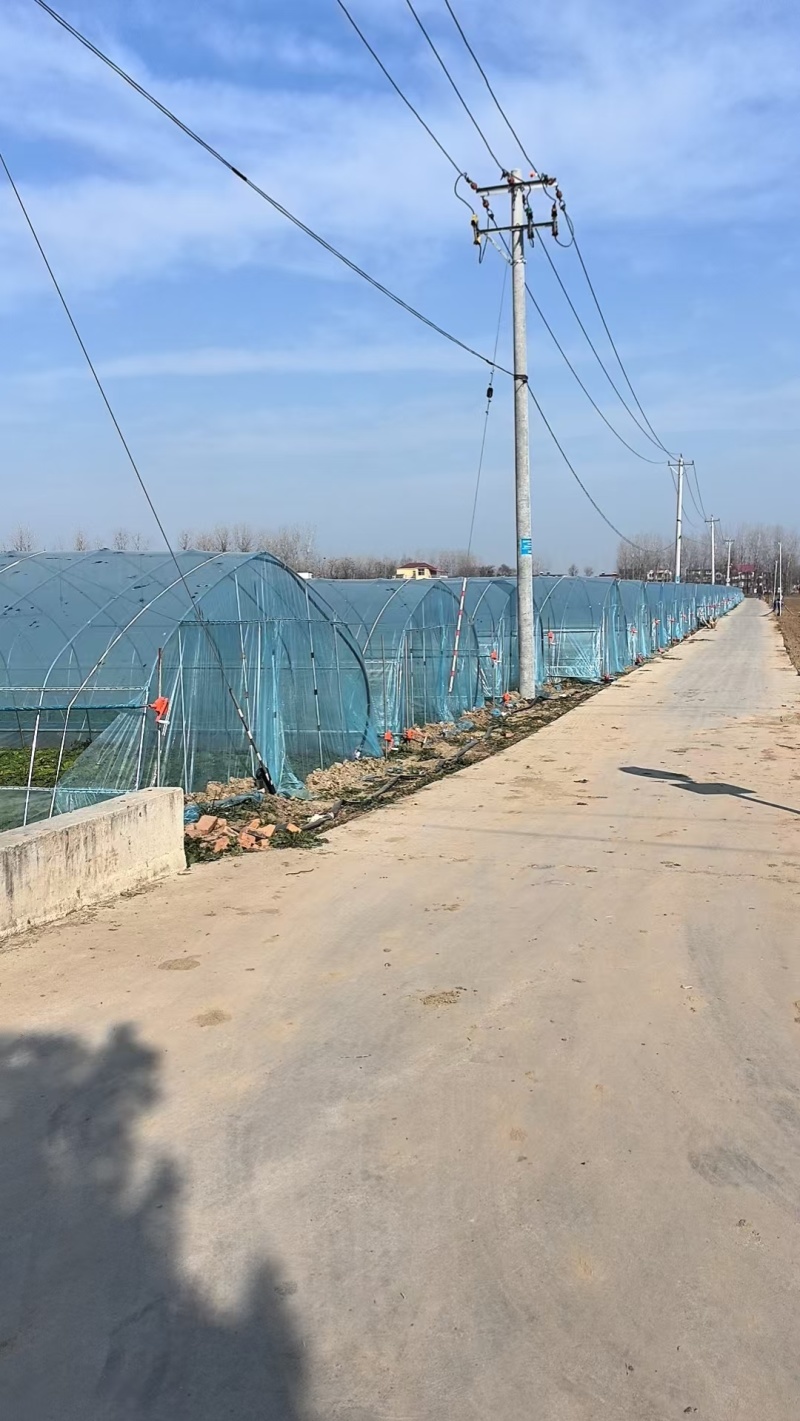 黄心菜大量上市产地直发一手货源对接全国市场商超电商