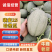 海南哈密瓜大量供货，晓蜜25网纹瓜，到明年6月，随行就市