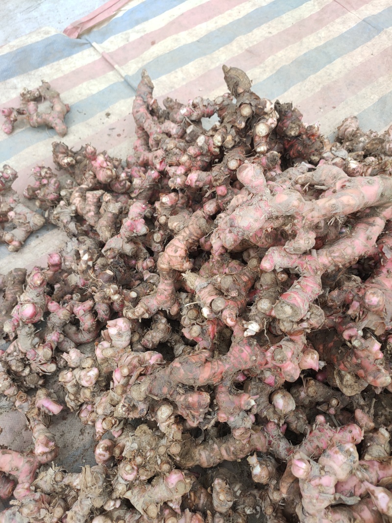 红皮南姜量大价优质量无忧产地直发对接全国客商欢迎致电