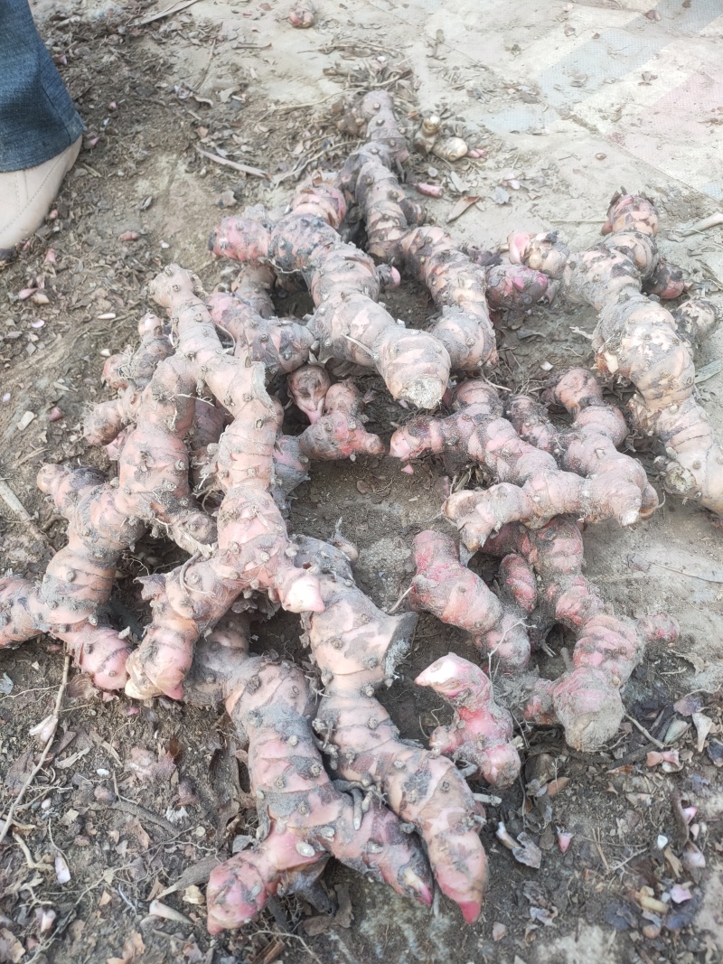 精品南姜红皮南姜质量保证欢迎致电价格美丽对接全国客商