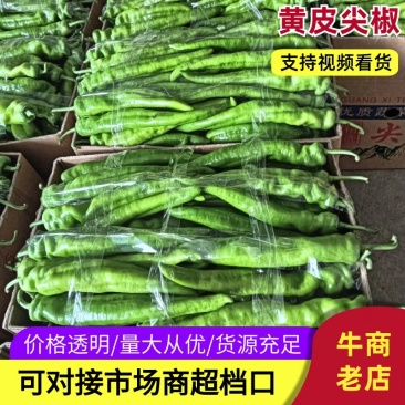 北海福成常乐大棚黄皮尖椒牛椒产地直发量大价优对接全国客商