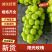 【阳光玫瑰】精品阳光玫瑰葡萄，颗粒大，口感好，欢迎联系