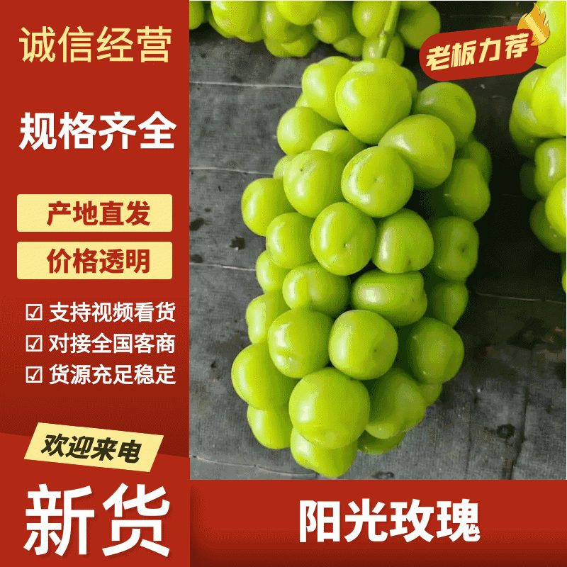 【阳光玫瑰】精品阳光玫瑰葡萄，颗粒大，口感好，欢迎联系