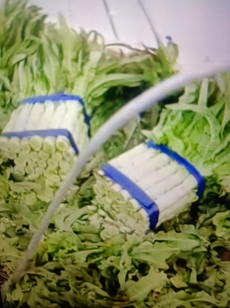 宿州尖叶莴笋产地货源现挖现发量大从优欢迎联系