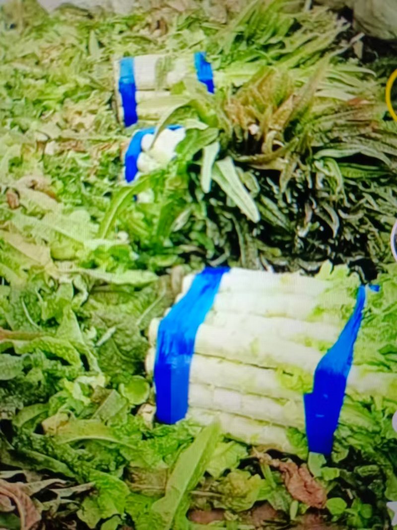 宿州尖叶莴笋产地货源现挖现发量大从优欢迎联系