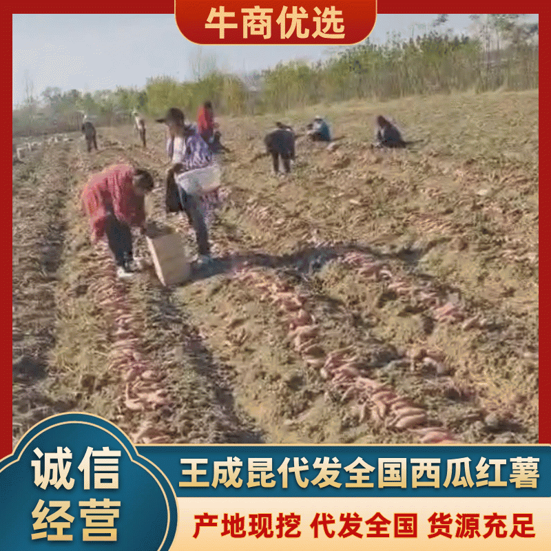 安徽万亩基地麦茬黑土地西瓜红出土直发长期供应