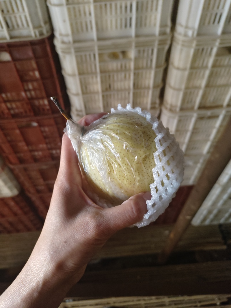 精品鸭梨，品质保证，价格优惠，产地直发，诚信经营