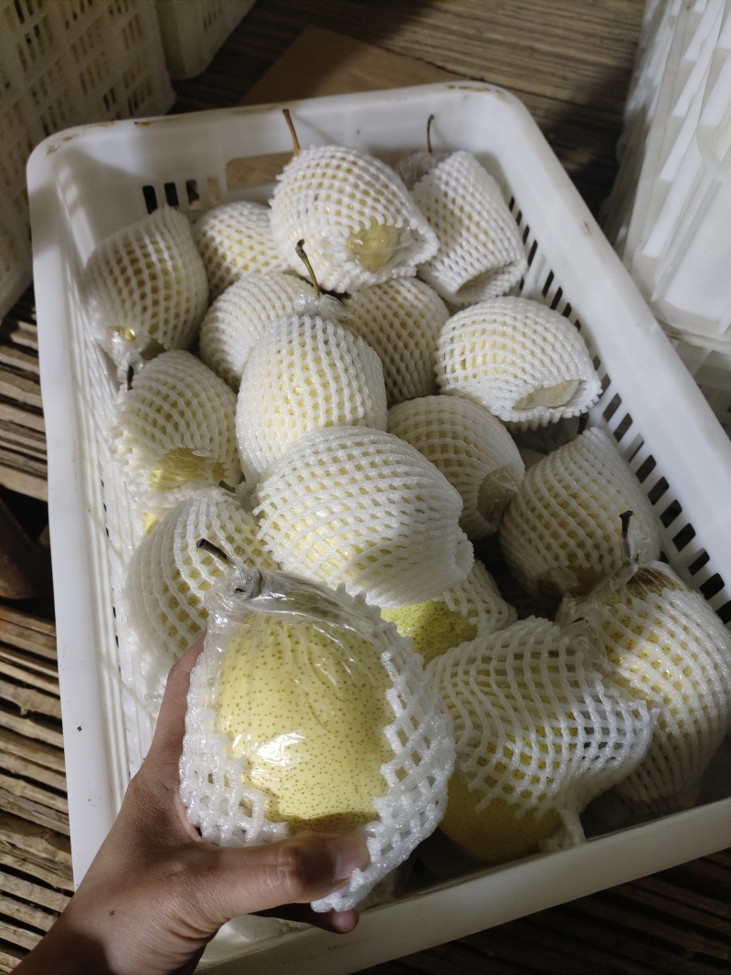 山东阳信鸭梨，产地直发，价格优惠，品质保证，诚信第一