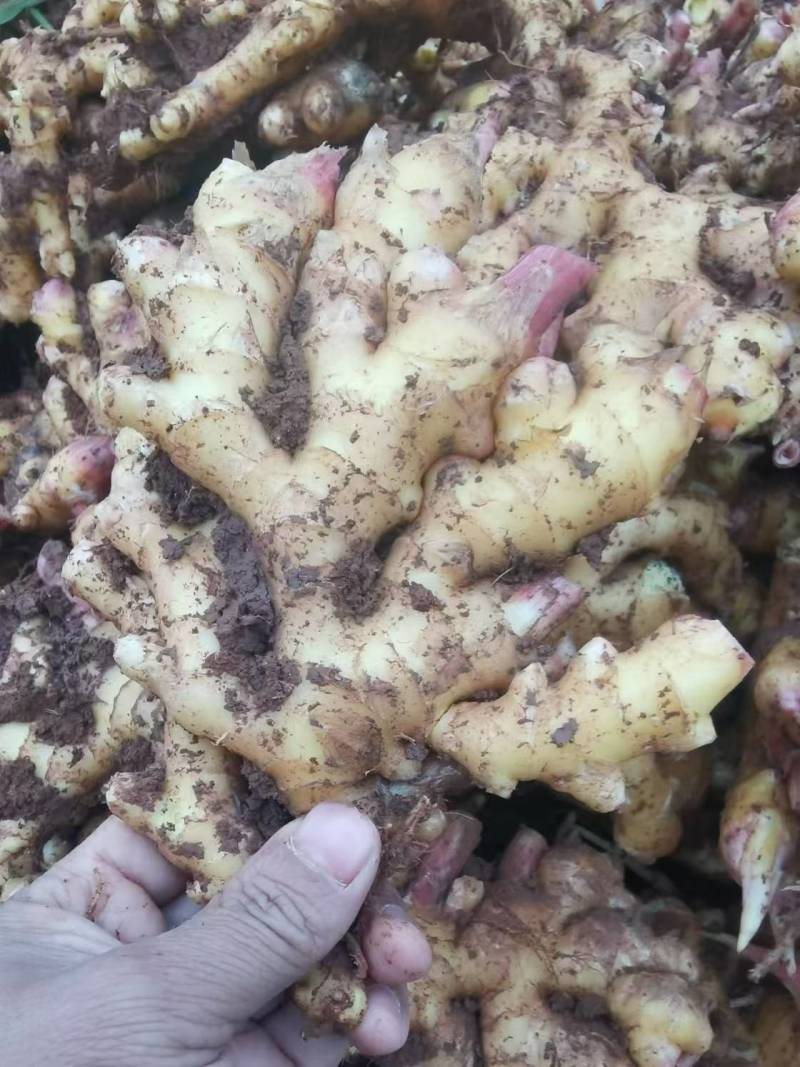 小黄姜精品生姜产地直发坏烂包赔量大优惠视频看货