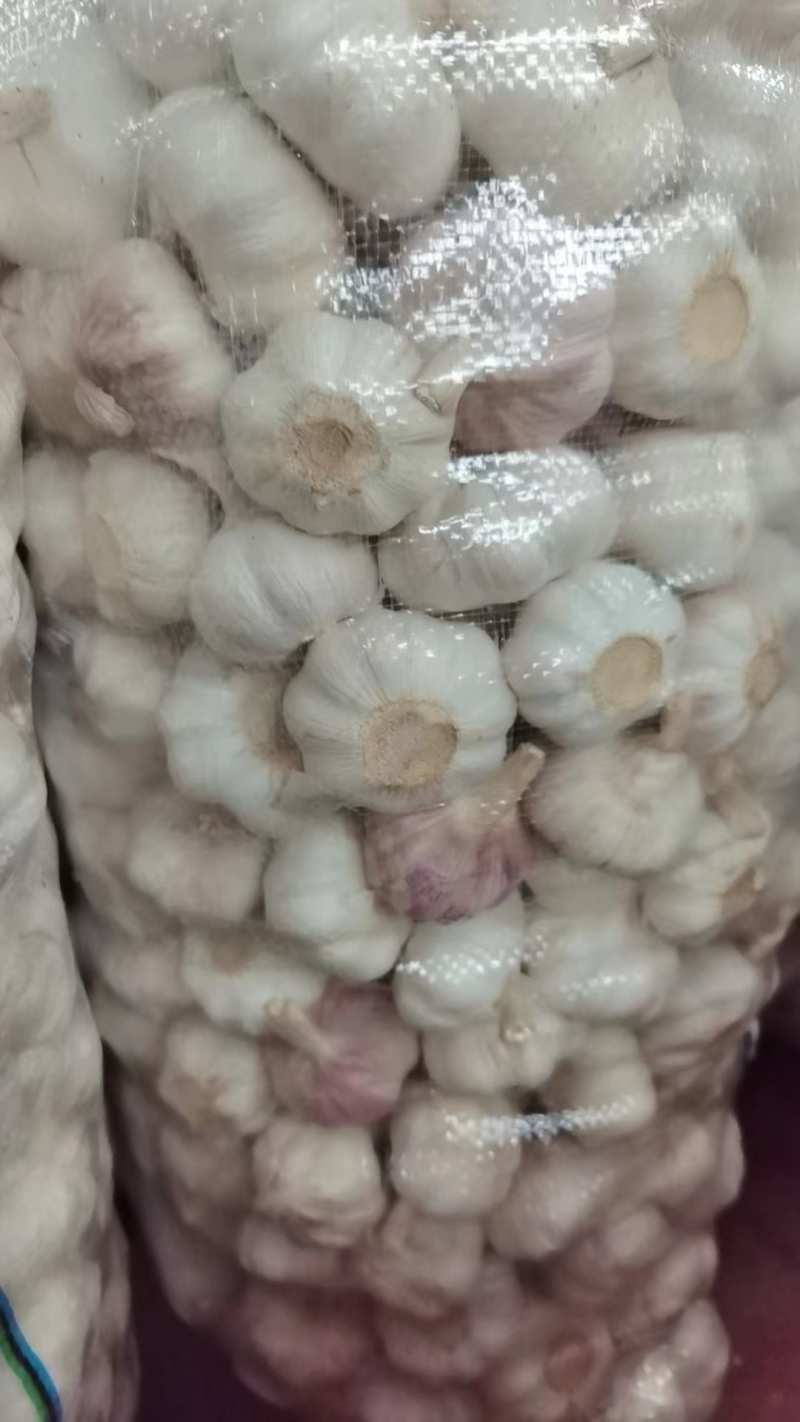 白皮蒜四川大蒜一手货源全年供货量大优惠对接商超