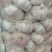 白皮蒜四川大蒜一手货源全年供货量大优惠对接商超