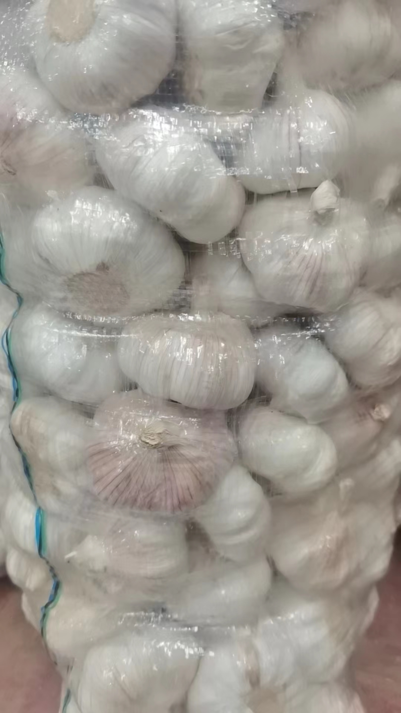 白皮蒜四川大蒜一手货源全年供货量大优惠对接商超