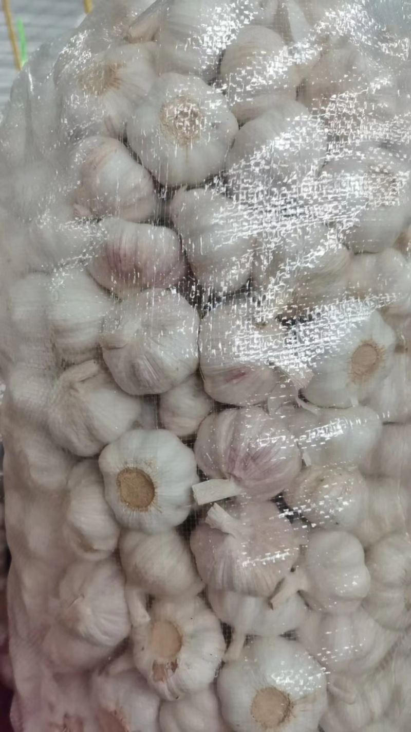 白皮蒜四川大蒜一手货源全年供货量大优惠对接商超