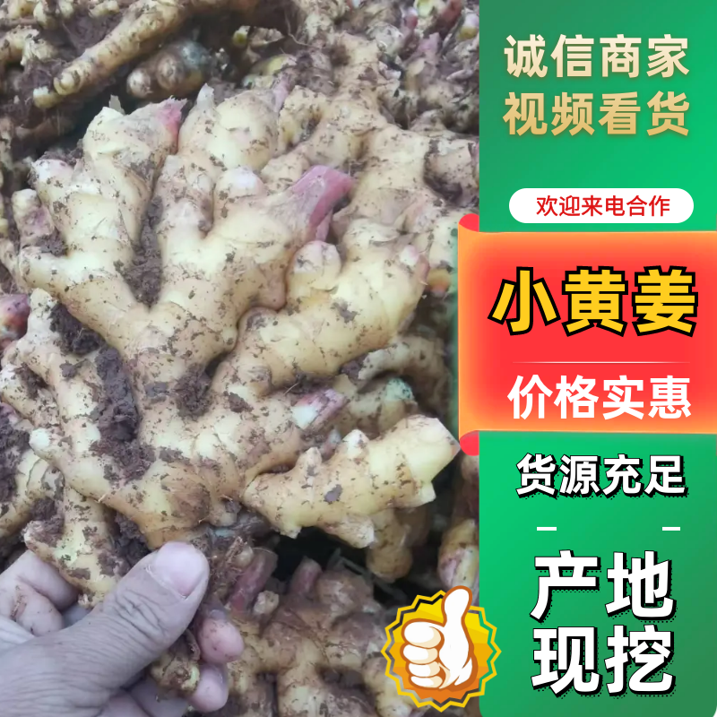 小黄姜精品生姜产地直发坏烂包赔量大优惠视频看货