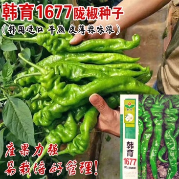 韩育1677大果陇椒种子皮薄味香质脆果条直长辣味浓