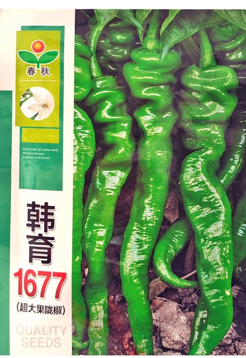 韩育1677大果陇椒种子皮薄味香质脆果条直长辣味浓