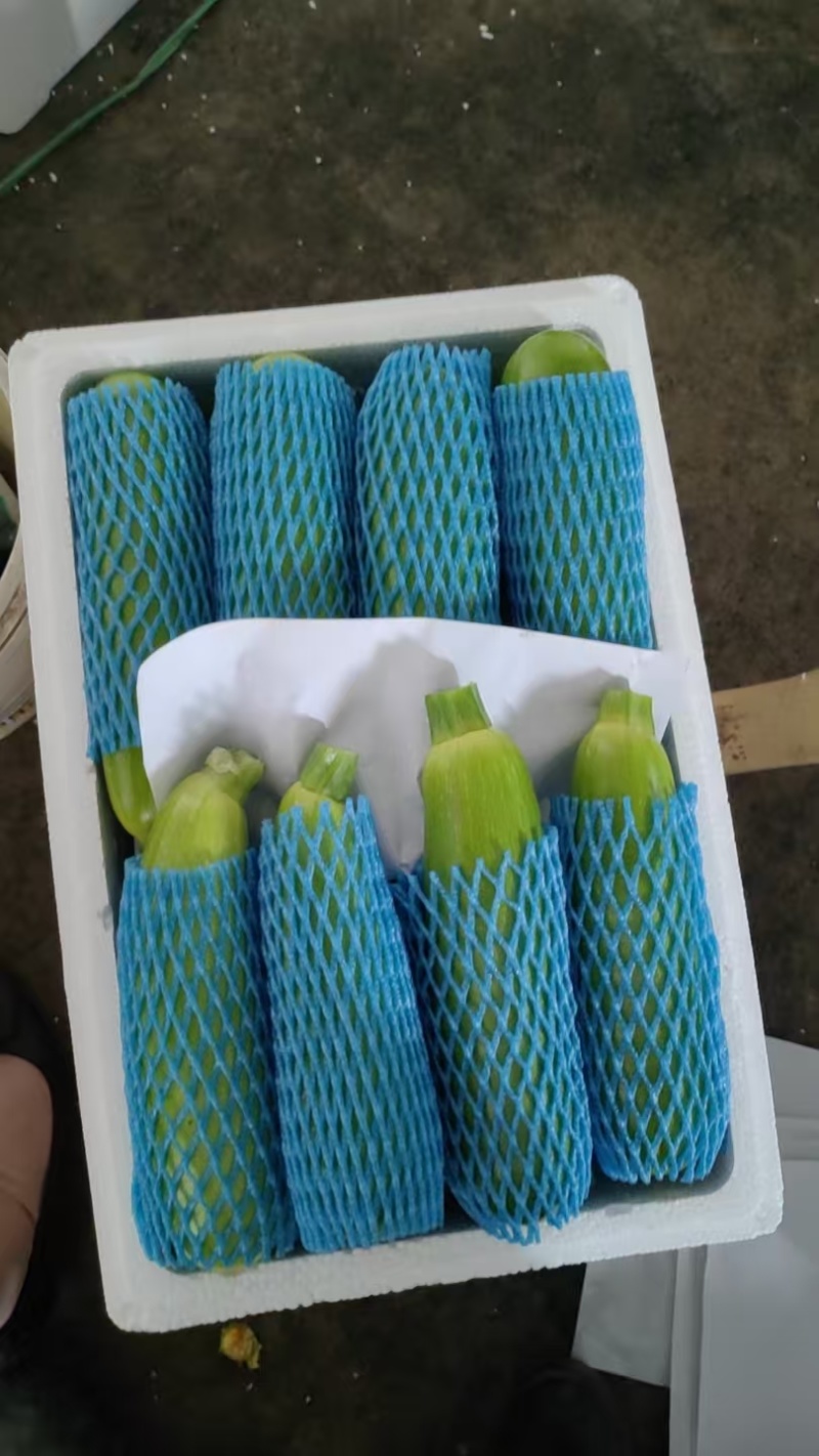 西葫芦绿皮西葫芦种植基地大量有货欢迎来电咨询