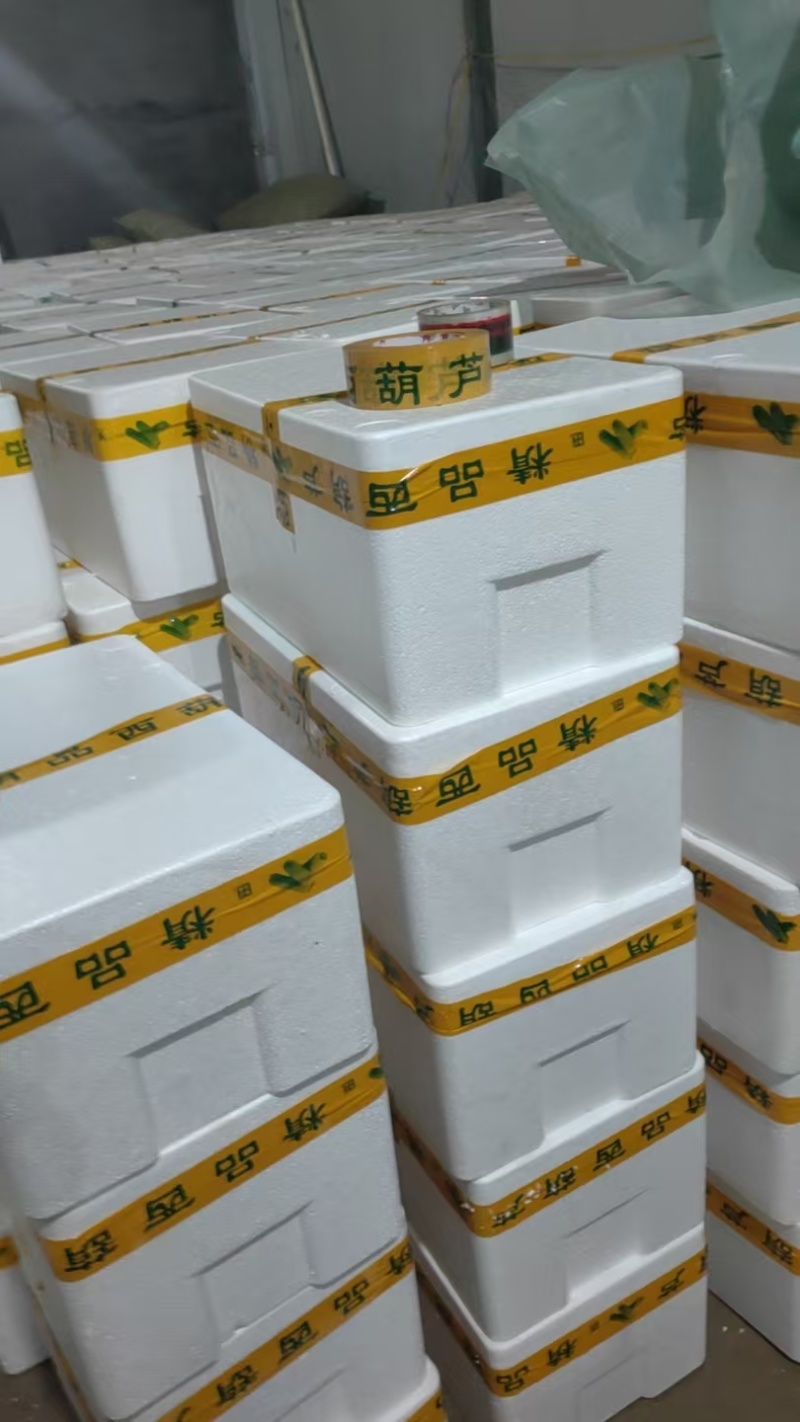西葫芦绿皮西葫芦种植基地大量有货欢迎来电咨询
