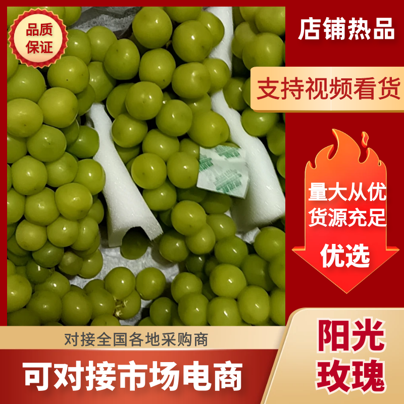 河北饶阳阳光玫瑰葡萄货源充足量大从优欢迎联系