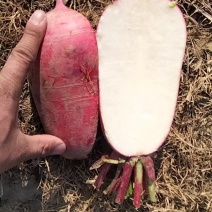 【水萝卜】河南新野蔬菜基地直供质量保证一手货源全国发货