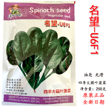 四季大圆叶菠菜种子名望U6F1叶色墨黑油亮直立易扎捆
