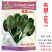 四季大圆叶菠菜种子名望U6F1叶色墨黑油亮直立易扎捆