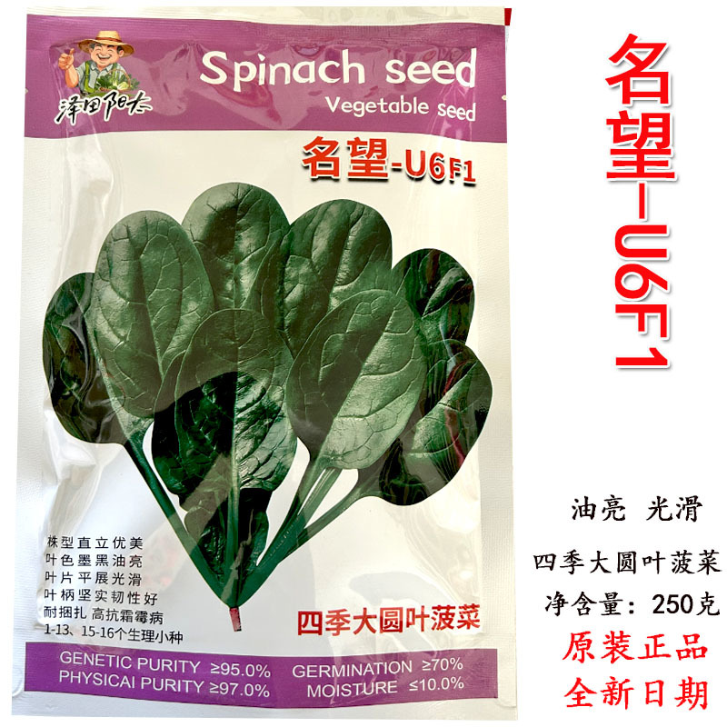 四季大圆叶菠菜种子名望U6F1叶色墨黑油亮直立易扎捆