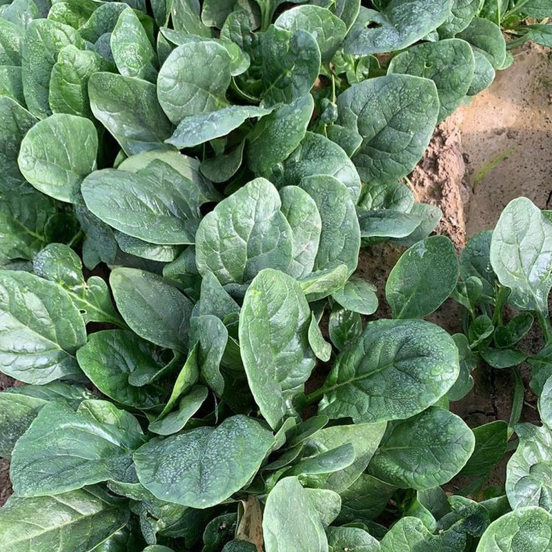 四季大圆叶菠菜种子名望U6F1叶色墨黑油亮直立易扎捆