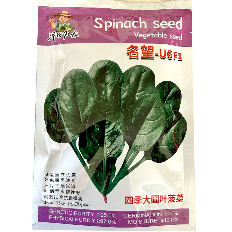 四季大圆叶菠菜种子名望U6F1叶色墨黑油亮直立易扎捆