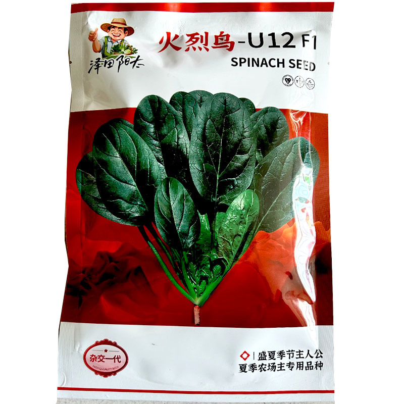 耐热圆叶波擦及种子火烈鸟U12F1抗病强耐抽苔春夏种