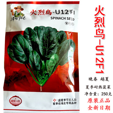 耐热圆叶波擦及种子火烈鸟U12F1抗病强耐抽苔春夏种
