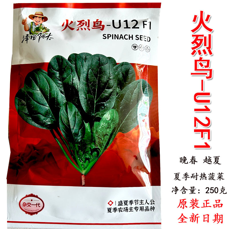 耐热圆叶波擦及种子火烈鸟U12F1抗病强耐抽苔春夏种