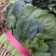 菠菜小叶菠菜基地直供量大从优欢迎咨询