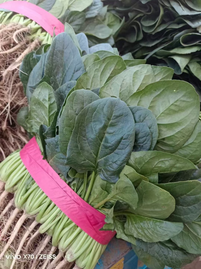 菠菜小叶菠菜基地直供量大从优欢迎咨询