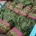 菠菜小叶菠菜基地直供量大从优欢迎咨询