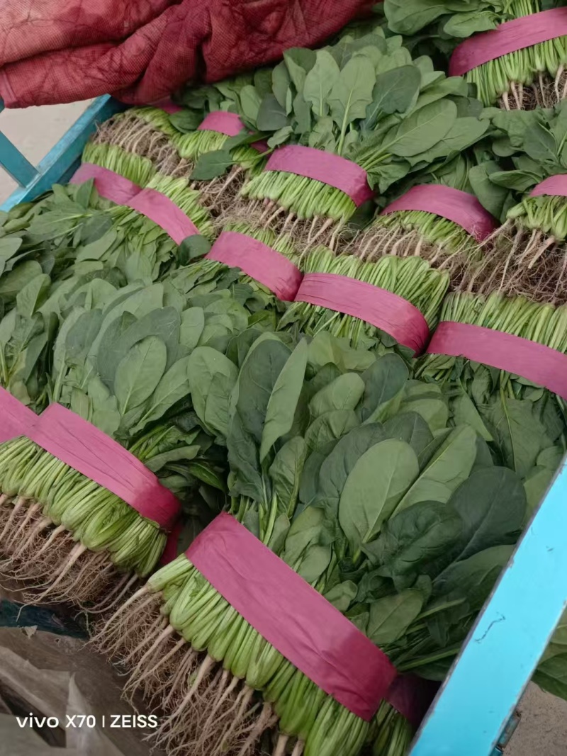 菠菜小叶菠菜基地直供量大从优欢迎咨询