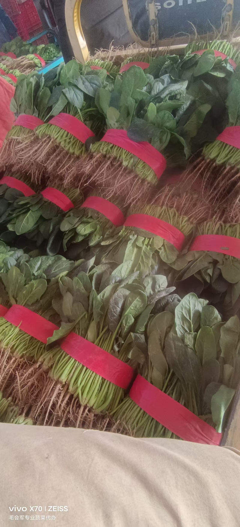 菠菜小叶菠菜基地直供量大从优欢迎咨询
