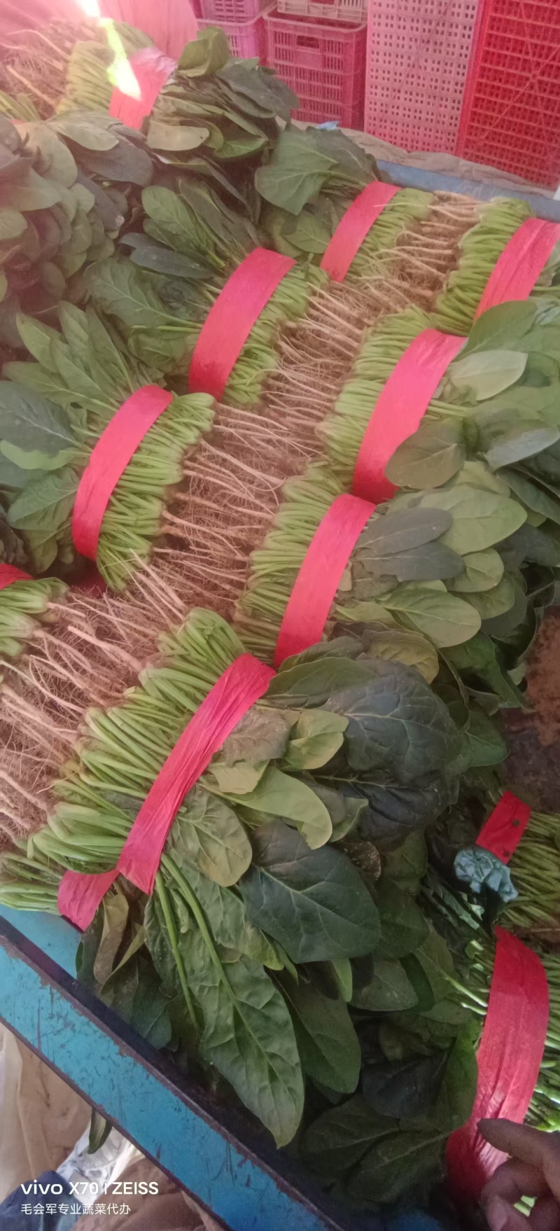菠菜小叶菠菜基地直供量大从优欢迎咨询