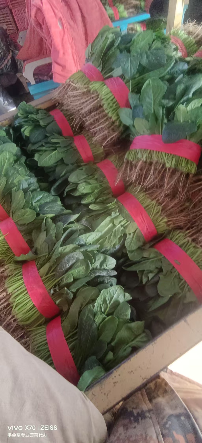 菠菜小叶菠菜基地直供量大从优欢迎咨询