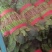 菠菜小叶菠菜基地直供量大从优欢迎咨询
